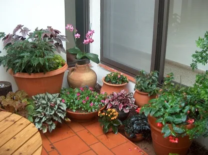 מינים שונים של ביגוניות בעציצי חרס טבעיים... הביגוניות אוהבות איוורר בקרקע ואינן אוהבות עודפיי הש